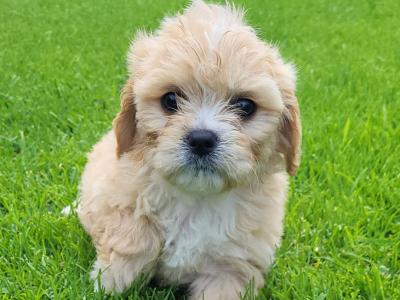 Cavapoo wexford