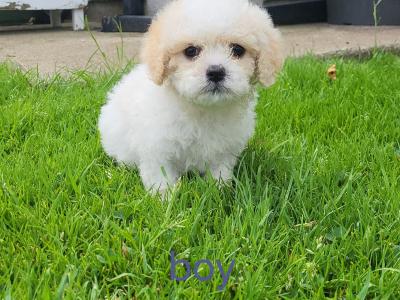 Cavapoo wexford