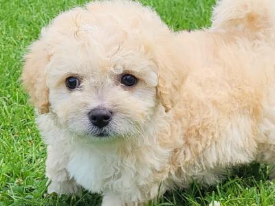 Cavapoo pups in Wexford