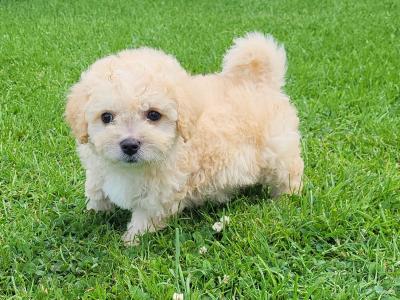 Cavapoo wexford