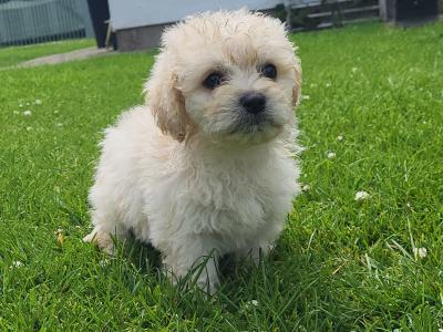 Cavapoo wexford