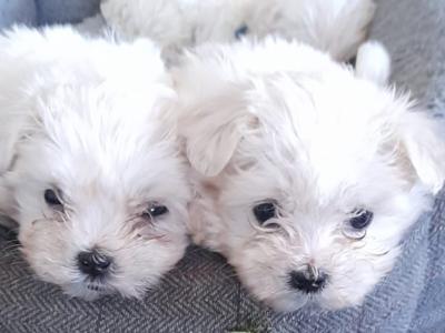 Beautiful Maltese puppies in Cork
