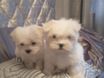 Beautiful Maltese puppies in Cork