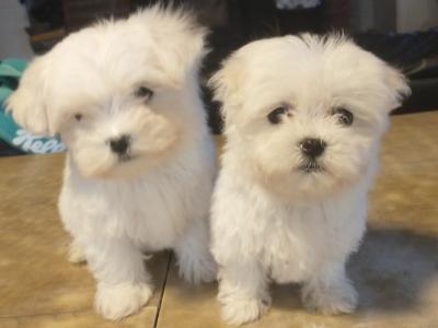 Beautiful Maltese puppies in Cork