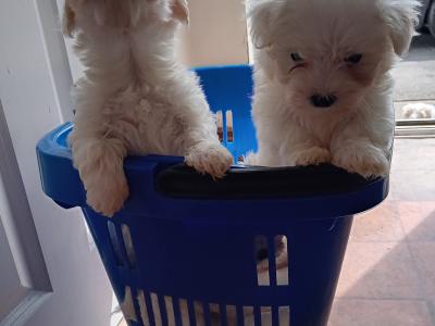 Beautiful Maltese puppies in Cork
