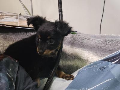 IKC Registered female Russian Toy Terrier puppies in Clare
