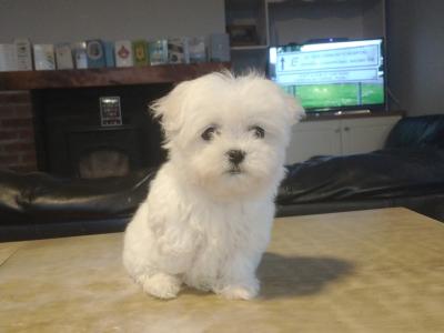 Beautiful Maltese puppies in Cork