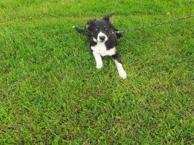 Lovely Border Collie puppies in Monaghan.... Just one pup left!