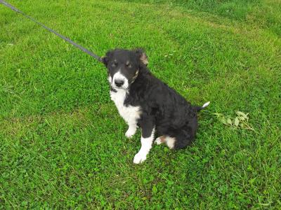 Lovely Border Collie puppies in Monaghan.... Just one pup left!