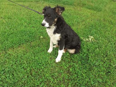 Lovely Border Collie puppies in Monaghan.... Just one pup left!