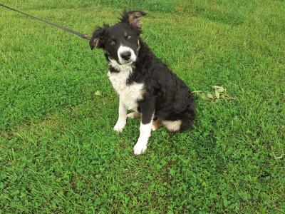 Lovely Border Collie puppies in Monaghan.... Just one pup left!