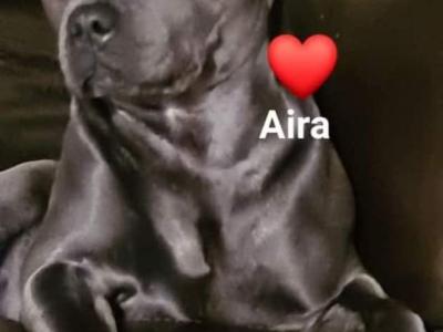 The English Staffordshire Bull Terrier BLUE RARE only female left last chance.
