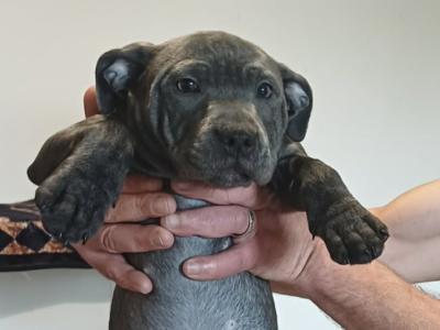 The English Staffordshire Bull Terrier BLUE RARE only female left last chance.