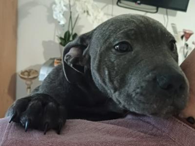 IKC Registered English Staffordshire Bull Terrier BLUE RARE puppy. Only female left, last chance.