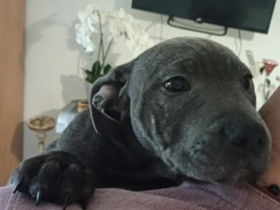 The English Staffordshire Bull Terrier BLUE RARE only female left last chance.
