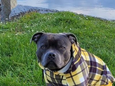 The English Staffordshire Bull Terrier BLUE RARE only female left last chance.