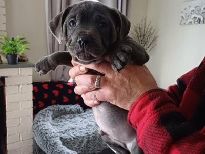 The English Staffordshire Bull Terrier BLUE RARE only female left last chance.