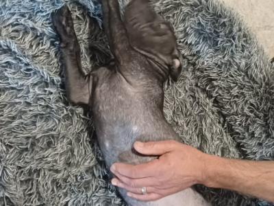 The English Staffordshire Bull Terrier BLUE RARE only female left last chance.
