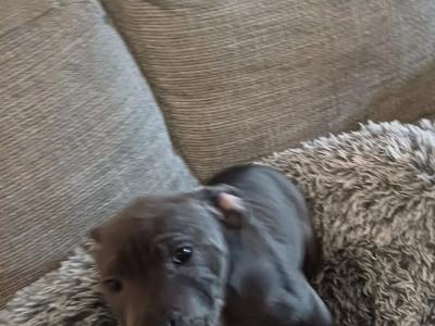 The English Staffordshire Bull Terrier BLUE RARE only female left last chance.
