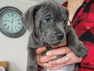 The English Staffordshire Bull Terrier BLUE RARE only female left last chance.