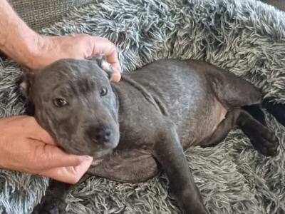 The English Staffordshire Bull Terrier BLUE RARE only female left last chance.