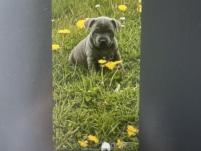 The English Staffordshire Bull Terrier BLUE RARE only female left last chance.