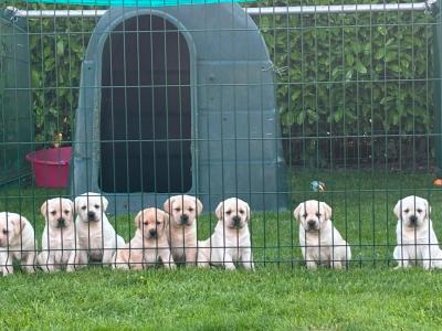 IKC Reg  (Pending) Golden Labrador Puppies for sale Offaly
