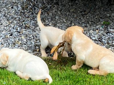 IKC Reg  (Pending) Golden Labrador Puppies for sale Offaly