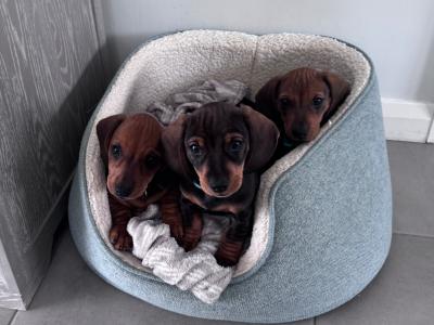 Litter of playful Dachshund puppies ready to go in Armagh