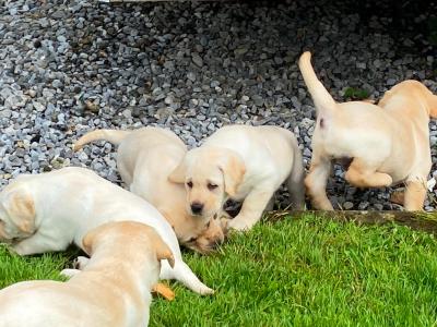 IKC Reg  (Pending) Golden Labrador Puppies for sale Offaly