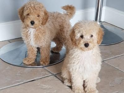 Cuddly Cavapoo puppies in Kilkenny