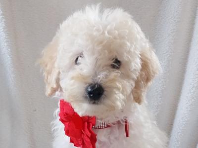 Cuddly Cavapoo puppies in Kilkenny