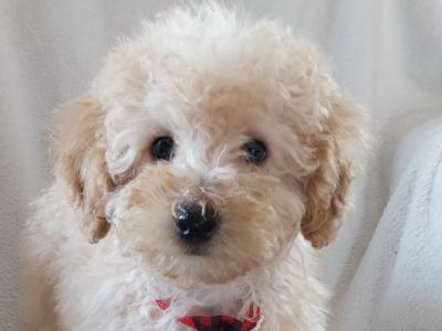 Cuddly Cavapoo puppies in Kilkenny