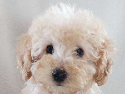 Cuddly Cavapoo puppies in Kilkenny