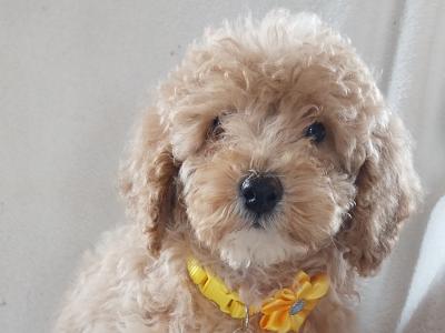 Cuddly Cavapoo puppies in Kilkenny