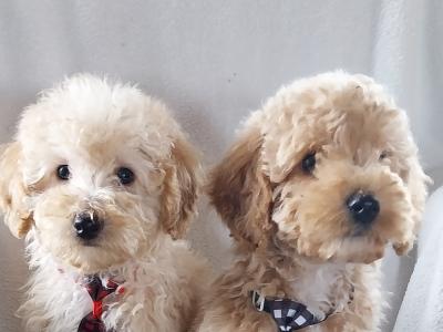 Cuddly Cavapoo puppies in Kilkenny