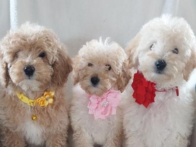 Cuddly Cavapoo puppies in Kilkenny