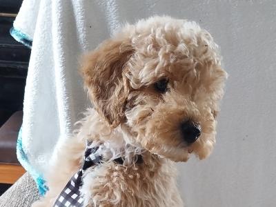 Cuddly Cavapoo puppies in Kilkenny