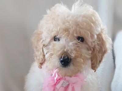 Cuddly Cavapoo puppies in Kilkenny