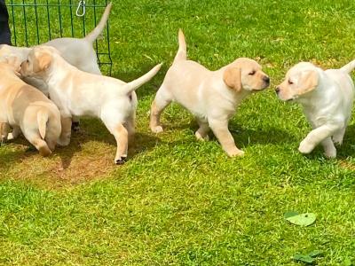 IKC Reg  (Pending) Golden Labrador Puppies for sale Offaly
