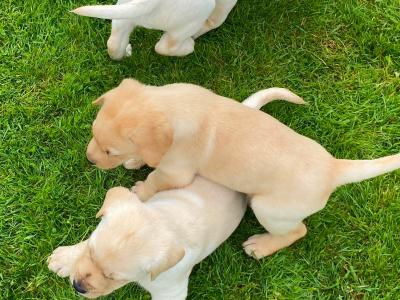 IKC Reg  (Pending) Golden Labrador Puppies for sale Offaly