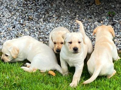 IKC Reg  (Pending) Golden Labrador Puppies for sale Offaly