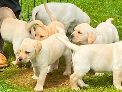IKC Reg  (Pending) Golden Labrador Puppies for sale Offaly