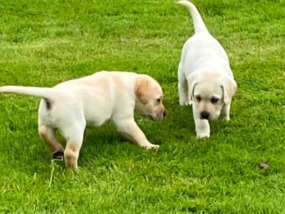 IKC Reg  (Pending) Golden Labrador Puppies for sale Offaly