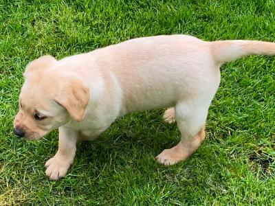 IKC Reg  (Pending) Golden Labrador Puppies for sale Offaly