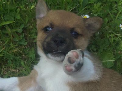 Jack Russell puppies for sale in Meath