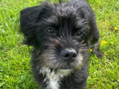 Ruby – Female Frenchdoodle (French Bulldog × Poodle) – 8 months old, in Wexford