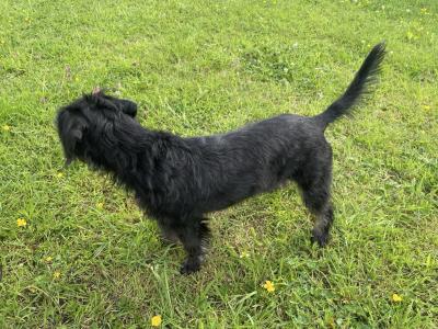 Ruby – Female Frenchdoodle (French Bulldog × Poodle) – 8 months old, in Wexford