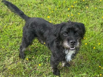 Ruby – Female Frenchdoodle (French Bulldog × Poodle) – 8 months old, in Wexford