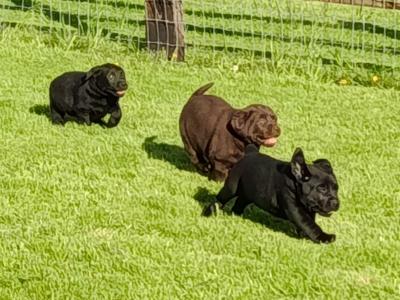 IKC registered (pending) Labrador pups for sale in Limerick